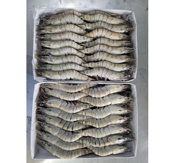 TÔM SÚ NGUYÊN CON ĐÔNG LẠNH